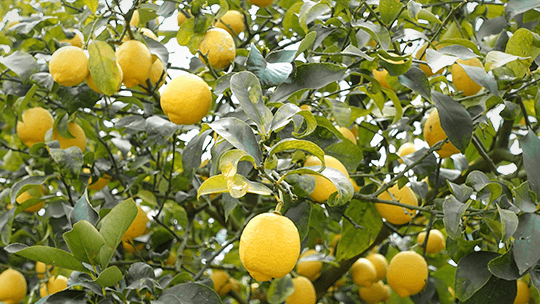 レモン畑
