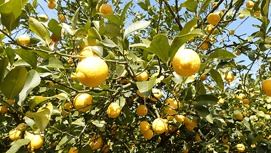 露地栽培のレモン