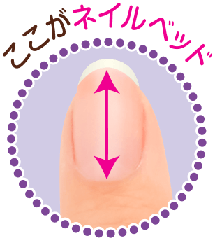 ここがネイルベッド