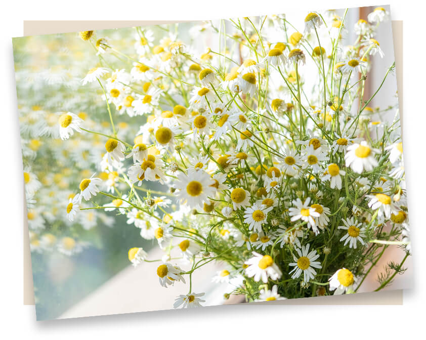 『ははぎく』名前の由来