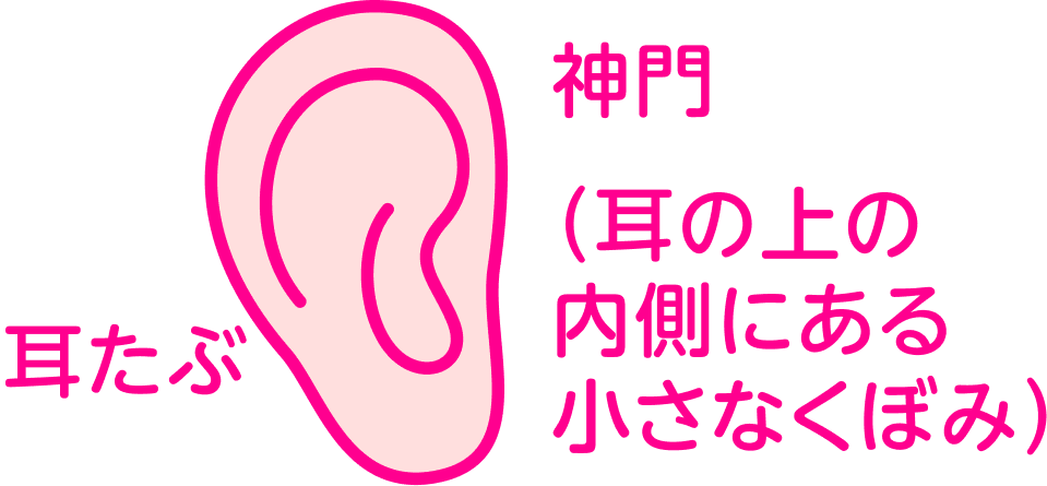 耳たぶ 神門（耳の上の内側にある小さなくぼみ）