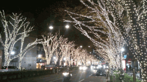 表参道イルミネーション 表参道イルミネーション