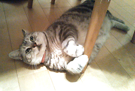 猫 cat