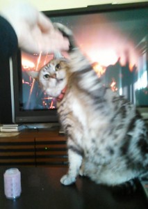 cat cat
