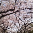 桜　石澤研究所だよりBLOG