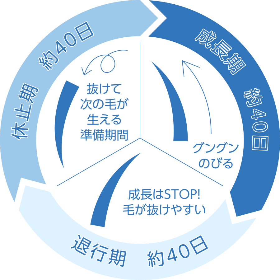まつ毛の毛周期