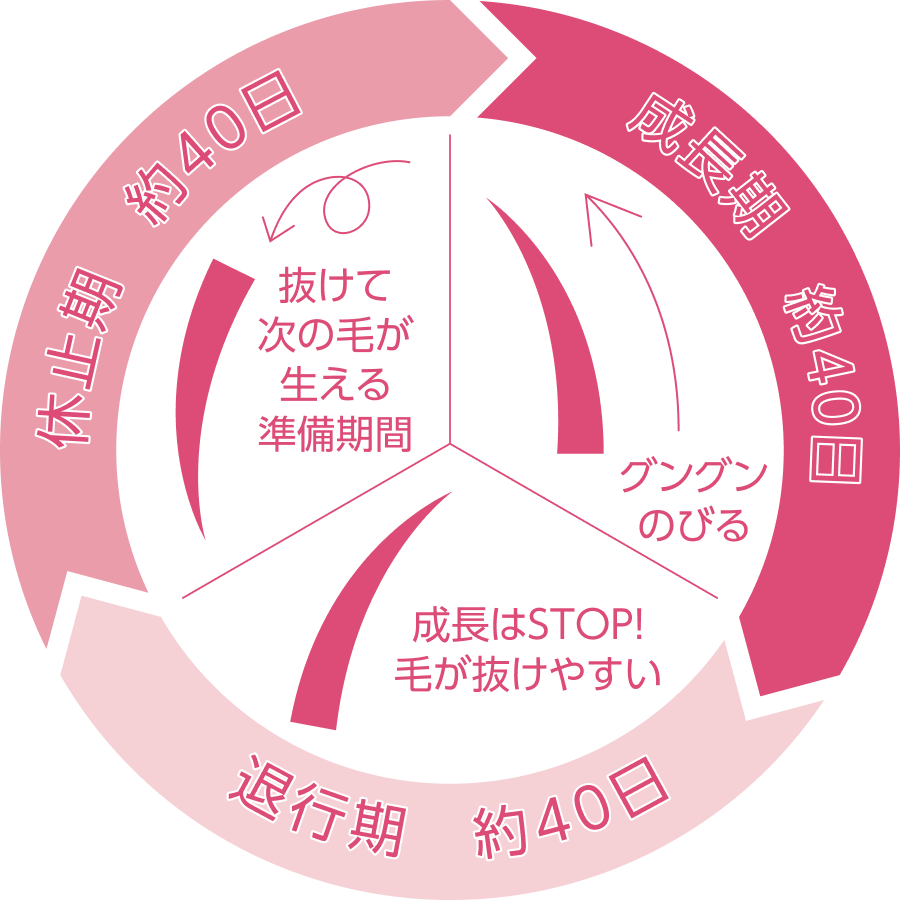 まつ毛の毛周期