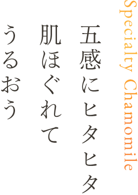 カモミールのいい香り五感にヒタヒタ、肌ほぐれてうるおう Specialty Chamomile