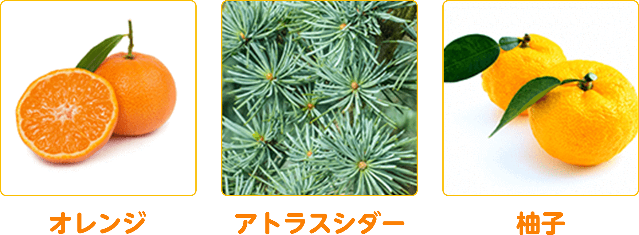 オレンジ アトラスシダー 柚子
