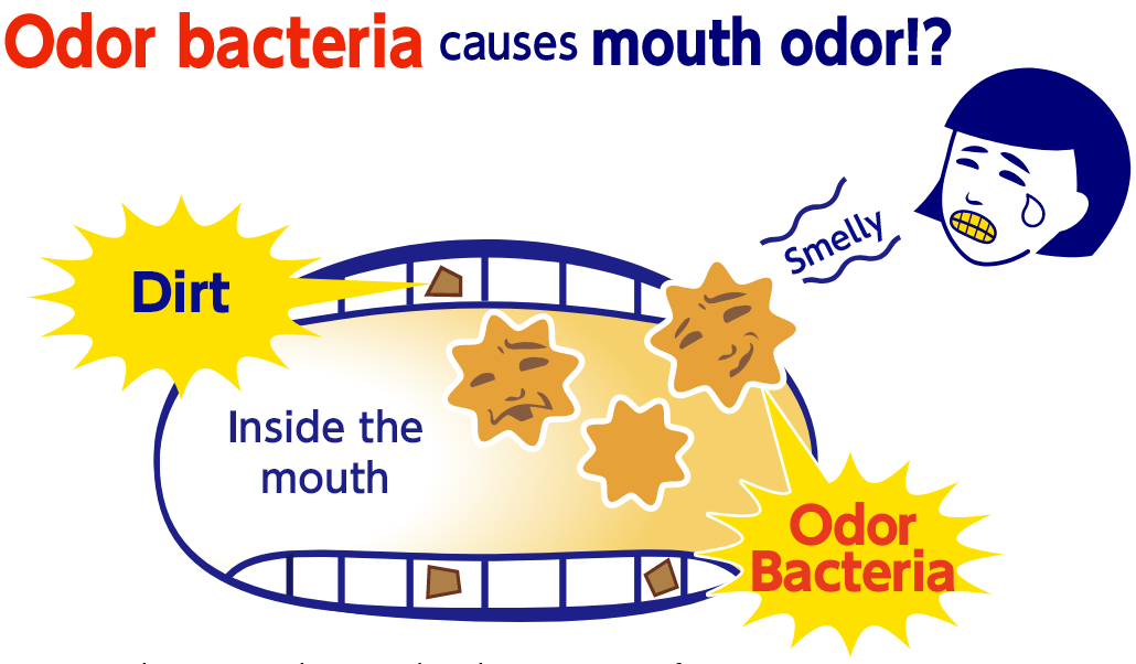 Odor bacteria causes mouth odor!?