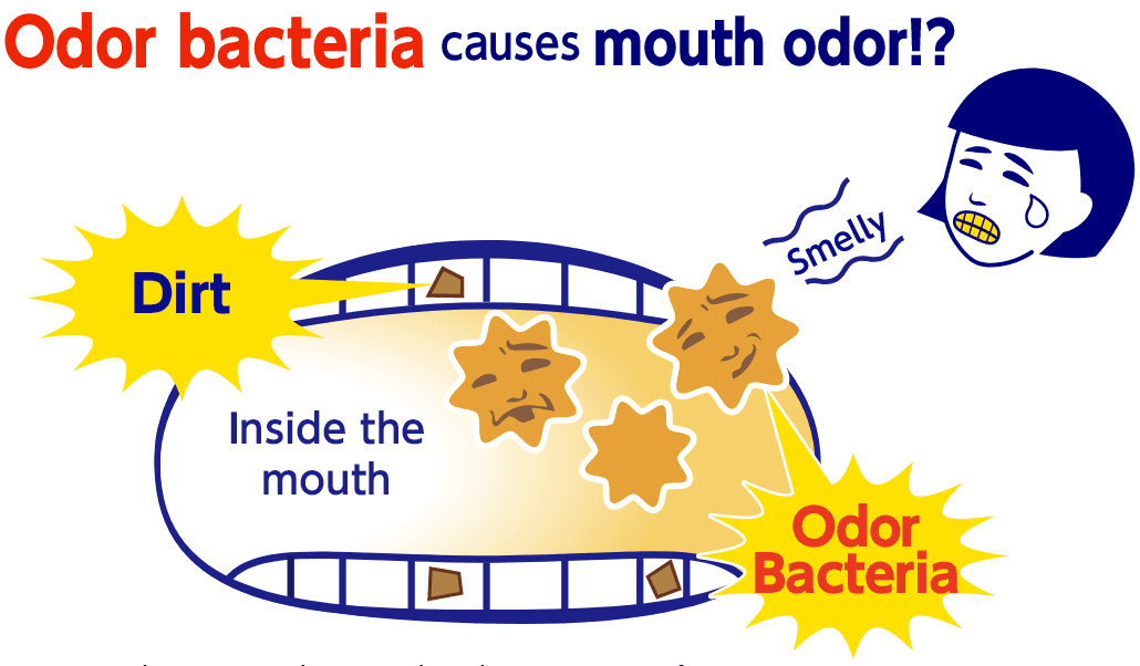 Odor bacteria causes mouth odor!?