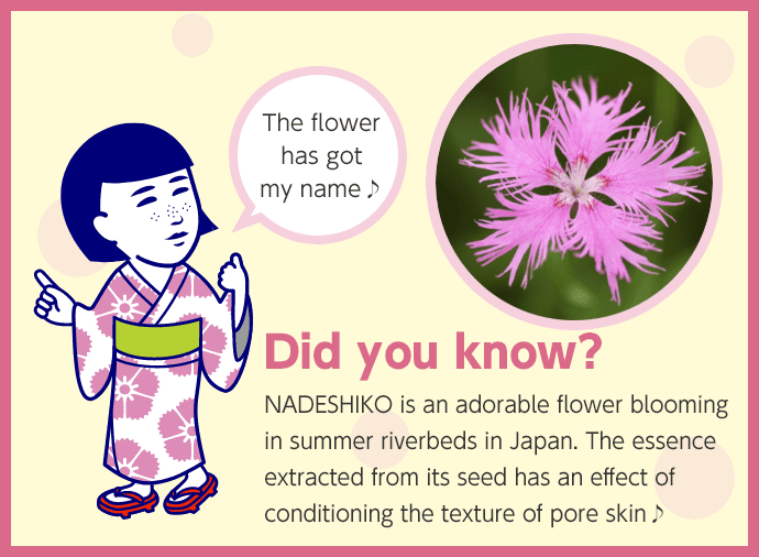 NADESHIKO is an adorable flower blooming in summer riverbeds in Japan.The essence extracted from its seed has an effect of conditioning the texture of pore skin♪