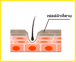 เซลล์ผิวที่ตาย