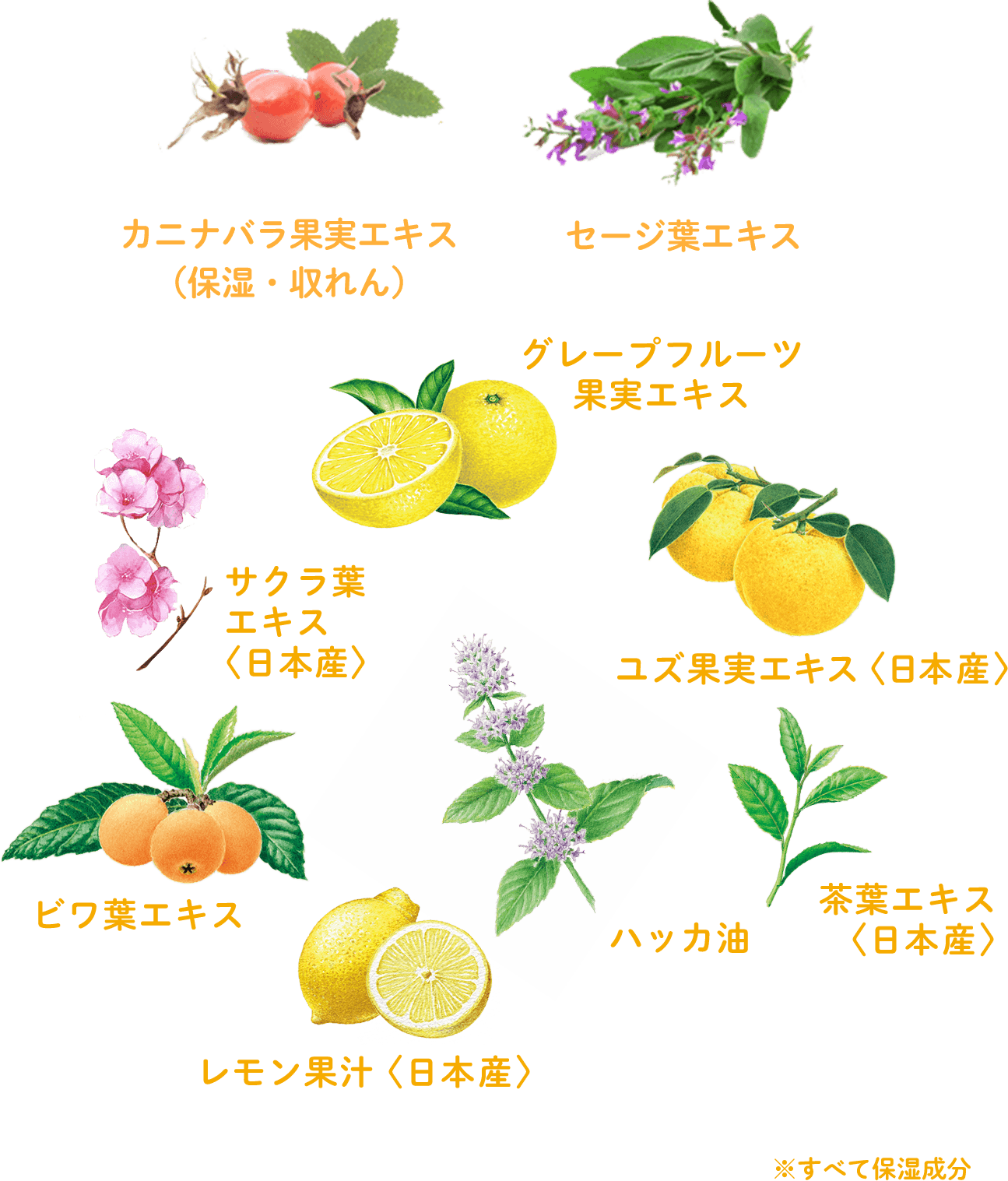 配合されている植物成分：カニナバラ果実エキス（保湿・収れん）、セージ葉エキス、グレープフルーツ果実エキス、サクラ葉エキス（日本産）、ユズ果実エキス（日本産）、ビワ葉エキス、茶葉エキス（日本産）、ハッカ油、レモン果汁（日本産）※すべて保湿成分