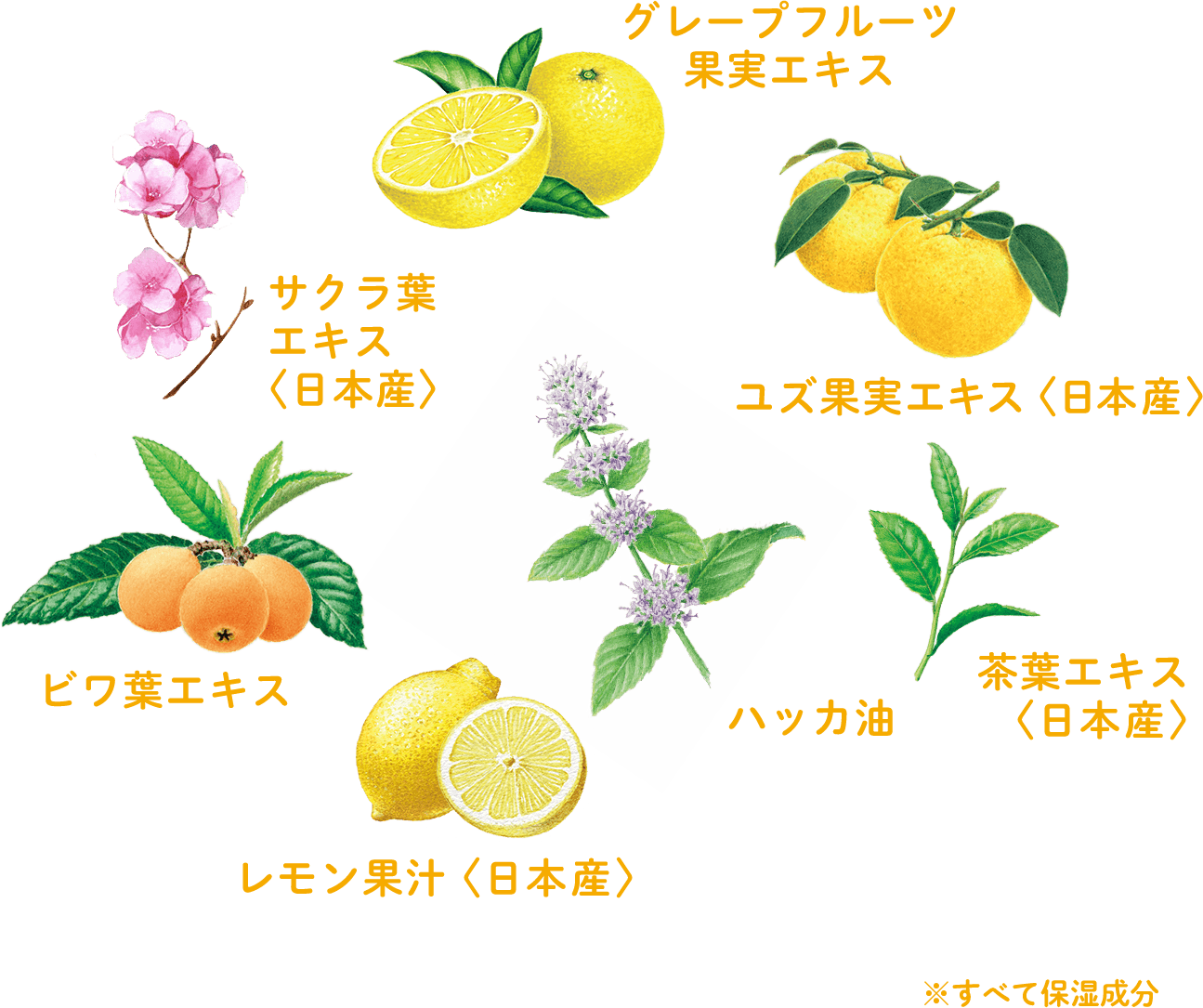 配合されている植物成分：グレープフルーツ果実エキス、サクラ葉エキス（日本産）、ユズ果実エキス（日本産）、ビワ葉エキス、ハッカ油、茶葉エキス（日本産）、レモン果汁（日本産）※すべて保湿成分