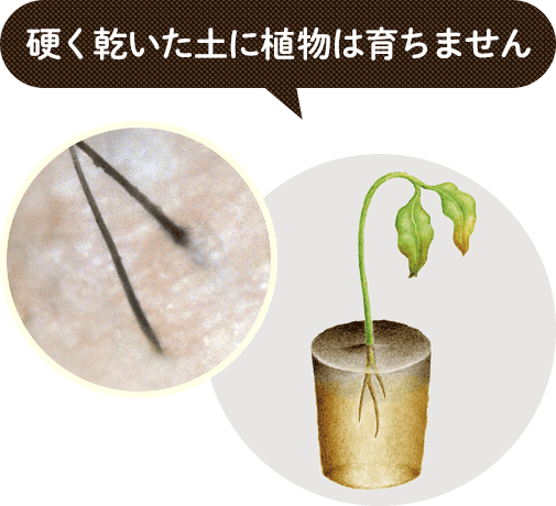 硬く乾いた土に植物は育ちません