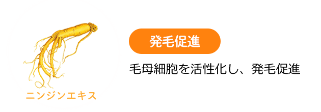 ニンジンエキス 発毛促進 毛母細胞を活性化し、発毛促進