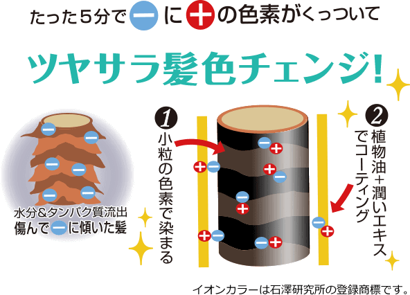 たった5分でマイナスにプラスの色素がくっついてツヤサラ髪色チェンジ! 水分&タンパク質流出 傷んでマイナスに傾いた髪 1)小粒の色素で染まる 2)植物油+潤いエキスでコーティング イオンカラーは石澤研究所の登録商標です。