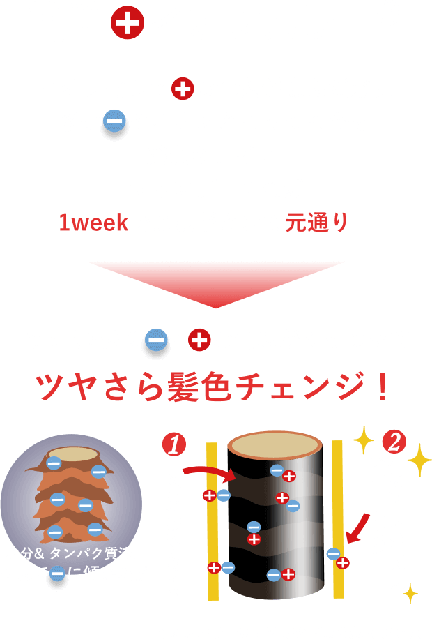 簡単+イオンカラー®︎ イオン化した　の色素が傷んだ髪に多い　のイオンとくっつくから発色キレイ♪シャンプーすれば1weekで魔法がとけて元通り！ たった5分で　に　の色素がくっついて ツヤさら髪色チェンジ！ 水分& タンパク質流出 傷んで　に傾いた髪 ①小粒の色素で染まる ②植物油＋潤いエキスでコーティング イオンカラー石澤研究所の登録商標です。