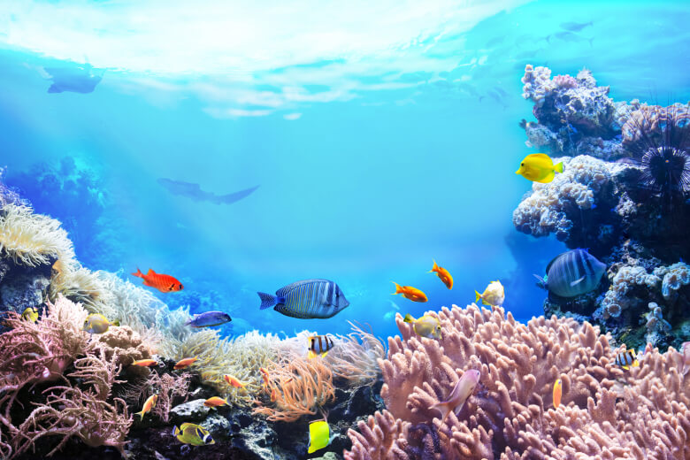 素肌も、美しいサンゴも守る海に優しいUVカット剤