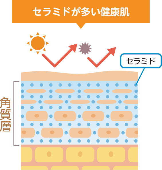 セラミドが多い健康肌