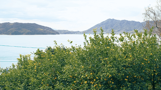生口島とレモン畑