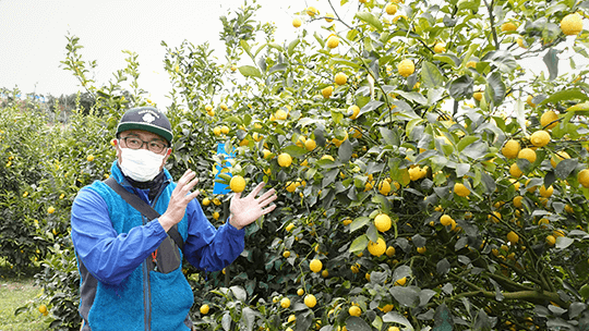 原田充明さんとレモン畑