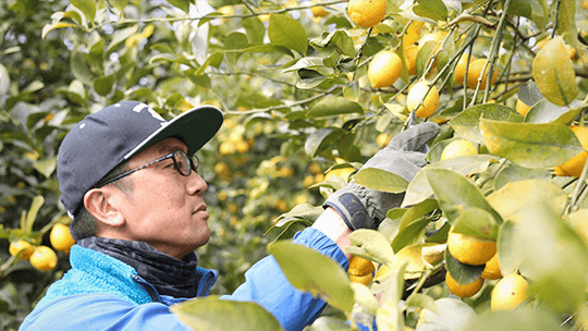 原田充明さんとレモン畑