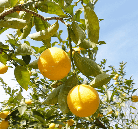 レモン＝夏のイメージ？収穫時期が意外だった