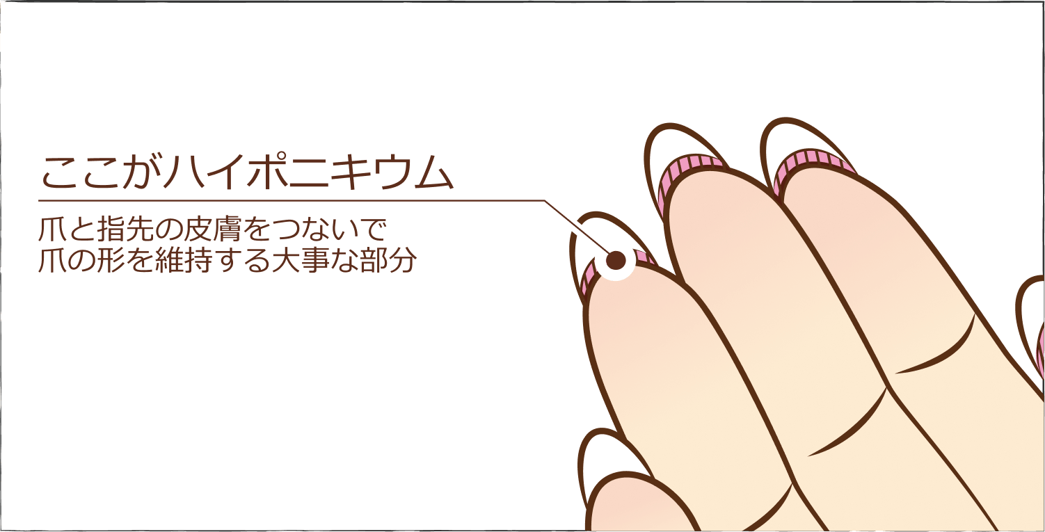ここがハイポニキウム：爪と指先の皮膚をつないで爪の形を維持する大事な部分