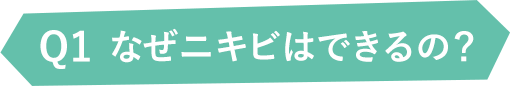Q1なぜニキビはできるの?