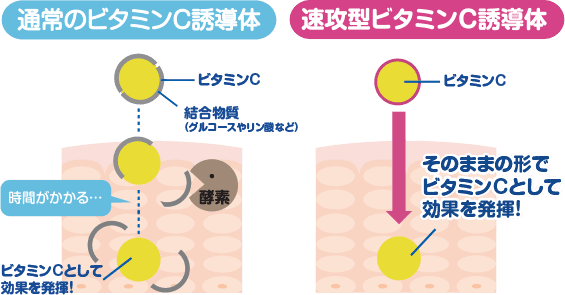 通常のビタミンC誘導体では時間がかかる 速攻型ビタミンC誘導体は、そのままの形でビタミンCとして効果を発揮!
