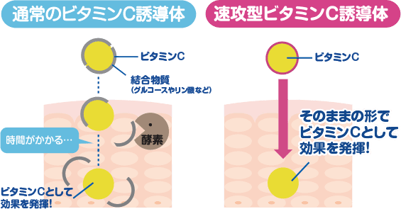 通常のビタミンC誘導体では時間がかかる　速攻型ビタミンC誘導体は、そのままの形でビタミンCとして効果を発揮！