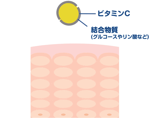 時間がかかる… ビタミンCとして効果を発揮