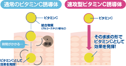 通常のビタミンC誘導体では時間がかかる　速攻型ビタミンC誘導体は、そのままの形でビタミンCとして効果を発揮！